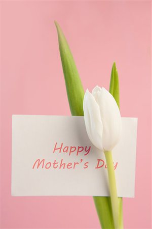 simsearch:400-08017513,k - Beautiful white tulip with a happy mothers day card on a pink background Foto de stock - Super Valor sin royalties y Suscripción, Código: 400-06877888