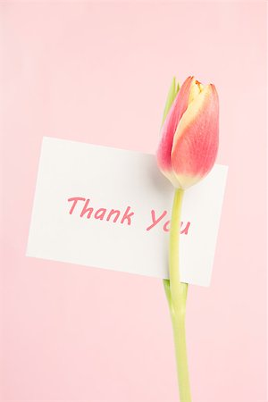 simsearch:400-06877861,k - A beautiful tulip with a blank card on a light pink background Foto de stock - Super Valor sin royalties y Suscripción, Código: 400-06877880