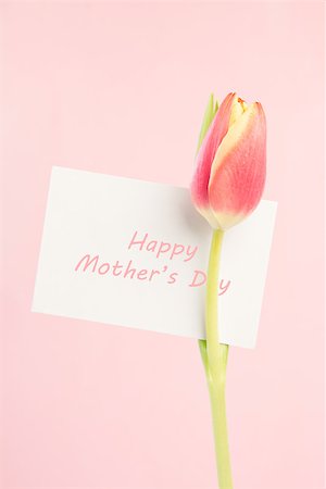 simsearch:400-06877861,k - Close up of a beautiful tulip with a happy mothers day card in pink on a light pink background Foto de stock - Super Valor sin royalties y Suscripción, Código: 400-06877882