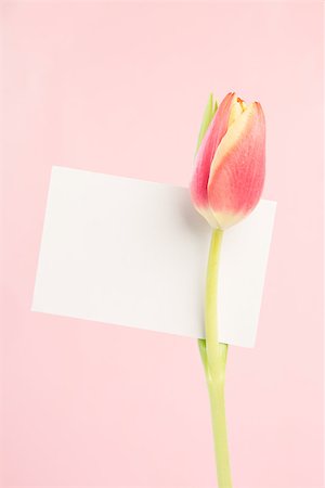 simsearch:400-06877861,k - A tulip with an empty card on a light pink background close up Foto de stock - Super Valor sin royalties y Suscripción, Código: 400-06877883