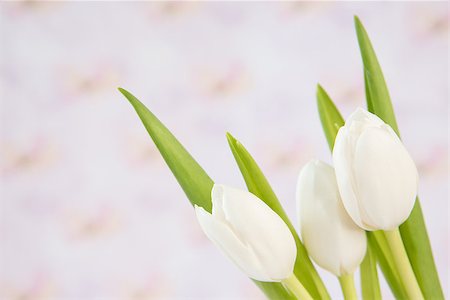 simsearch:400-08017474,k - Bouquet of three beautiful white tulips close up Foto de stock - Super Valor sin royalties y Suscripción, Código: 400-06877905