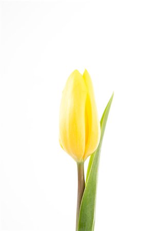 simsearch:400-08020454,k - Yellow tulip on a white background close up Foto de stock - Super Valor sin royalties y Suscripción, Código: 400-06877906