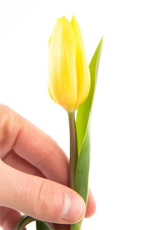 simsearch:400-08020454,k - Hand holding a yellow tulip on a white background close up Foto de stock - Super Valor sin royalties y Suscripción, Código: 400-06877907