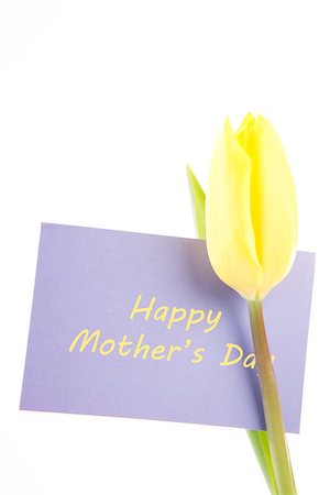 simsearch:400-08017474,k - Yellow tulip with a mauve happy mothers day card on a white background close up Foto de stock - Super Valor sin royalties y Suscripción, Código: 400-06877909