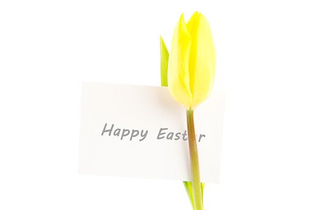 simsearch:400-06877861,k - Yellow tulip with a white and blank card on a white background close up Foto de stock - Super Valor sin royalties y Suscripción, Código: 400-06877914