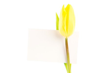 simsearch:400-08020454,k - Close up of yellow tulip with a blank white card on a white background Foto de stock - Super Valor sin royalties y Suscripción, Código: 400-06877916