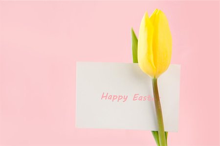 simsearch:400-06877861,k - Yellow tulip with a Happy Easter card written in pink on a pink background Foto de stock - Super Valor sin royalties y Suscripción, Código: 400-06877917