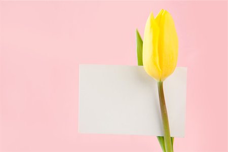 simsearch:400-08017513,k - Yellow tulip with an empty card on a pink background Foto de stock - Super Valor sin royalties y Suscripción, Código: 400-06877918