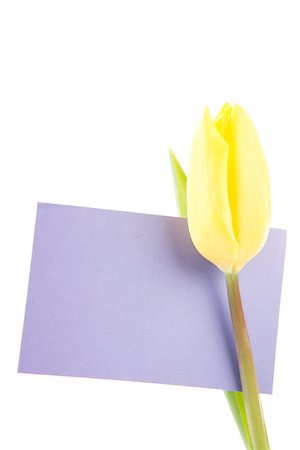 simsearch:400-08020454,k - Yellow tulip with a mauve and empty card on a white background close up Foto de stock - Super Valor sin royalties y Suscripción, Código: 400-06877910