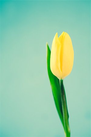 simsearch:400-08020454,k - Yellow tulip on a blue background close up Foto de stock - Super Valor sin royalties y Suscripción, Código: 400-06877925