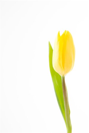 simsearch:400-08020454,k - Close up of yellow tulip on a white background Foto de stock - Super Valor sin royalties y Suscripción, Código: 400-06877926