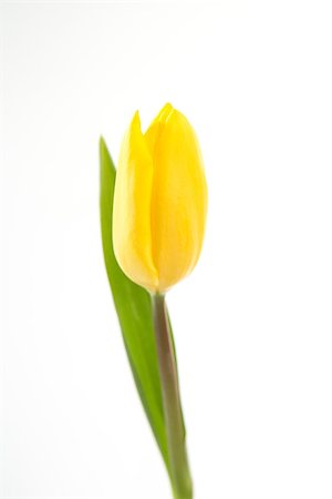 simsearch:400-08020454,k - Blooming yellow tulip on a white background close up Foto de stock - Super Valor sin royalties y Suscripción, Código: 400-06877927