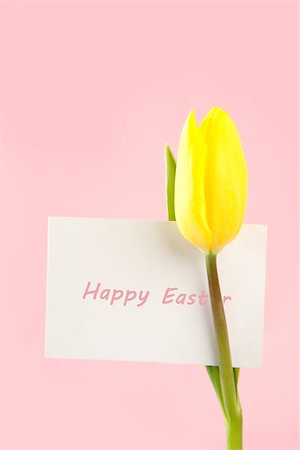 simsearch:400-08017513,k - Yellow tulip with a white happy easter card on a pink background close up Foto de stock - Super Valor sin royalties y Suscripción, Código: 400-06877920
