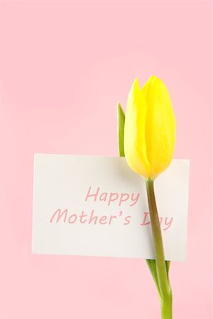 simsearch:400-08017469,k - Yellow tulip with a white happy mothers day card written in pink on a pink background close up Foto de stock - Super Valor sin royalties y Suscripción, Código: 400-06877921