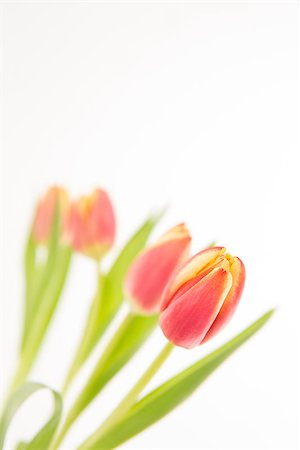 simsearch:400-06877861,k - Four tulips in line on a white background close up Foto de stock - Super Valor sin royalties y Suscripción, Código: 400-06877954