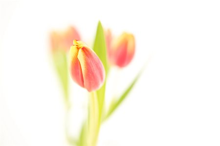 simsearch:400-06877861,k - Three beautiful tulips on a white background close up Foto de stock - Super Valor sin royalties y Suscripción, Código: 400-06877955