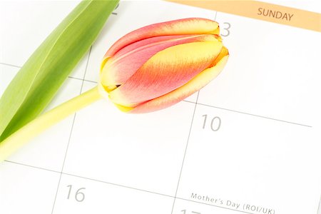 simsearch:400-06877861,k - Beautiful tulip on a calendar close up marking mothers day Foto de stock - Super Valor sin royalties y Suscripción, Código: 400-06877956