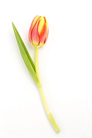simsearch:400-06877861,k - Blooming tulip on a white background close up Foto de stock - Super Valor sin royalties y Suscripción, Código: 400-06877959