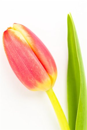 simsearch:400-08017474,k - Beautiful tulip on a white background close up Foto de stock - Super Valor sin royalties y Suscripción, Código: 400-06877964