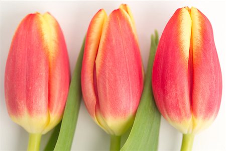 simsearch:400-08017513,k - Three blooming tulips close up Foto de stock - Super Valor sin royalties y Suscripción, Código: 400-06877965