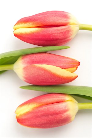 simsearch:400-08017474,k - Close up of three blooming tulips on a white background Foto de stock - Super Valor sin royalties y Suscripción, Código: 400-06877967