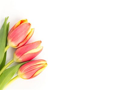 simsearch:400-06877861,k - Three blooming tulips on a white background close up Foto de stock - Super Valor sin royalties y Suscripción, Código: 400-06877960
