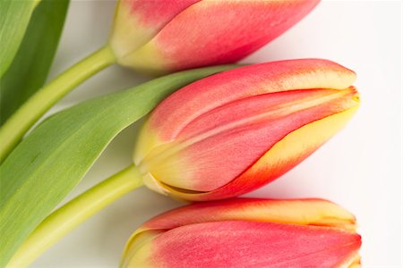 simsearch:400-08017513,k - Three beautiful tulips on a white background close up Foto de stock - Super Valor sin royalties y Suscripción, Código: 400-06877963