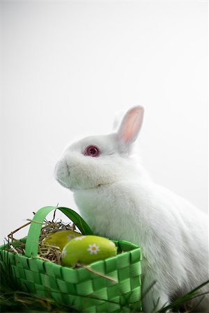 foil chocolate bunnies - Easter bunny rabbit sitting with basket of easter eggs on white background Stock Photo - Budget Royalty-Free & Subscription, Code: 400-06878056