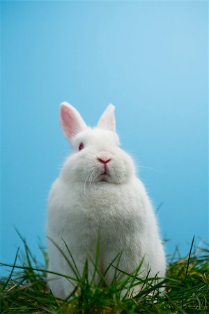 fluffy white rabbit - Cute fluffy bunny sitting on grass on blue background Stock Photo - Budget Royalty-Free & Subscription, Code: 400-06878058