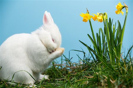 fluffy white rabbit - White fluffy bunny scratching its nose beside daffodils on blue background Stock Photo - Budget Royalty-Free & Subscription, Code: 400-06878065