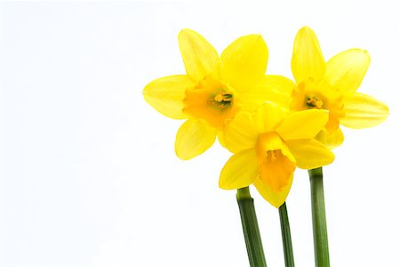 daffodil flower - Pretty yellow daffodils with copy space on white background Stock Photo - Budget Royalty-Free & Subscription, Code: 400-06878093