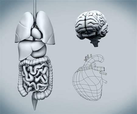 simsearch:671-02092134,k - Assembled human organs with the brain against a grey background Fotografie stock - Microstock e Abbonamento, Codice: 400-06873045