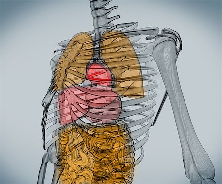 simsearch:671-02092134,k - Digital skeleton with visible internal organs Fotografie stock - Microstock e Abbonamento, Codice: 400-06873043