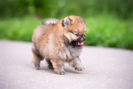 simsearch:400-04375156,k - Small Pomeranian puppy walking on the asphalt road Stock Photo - Budget Royalty-Free & Subscription, Code: 400-06886758