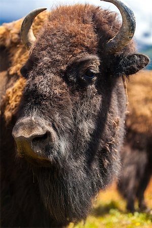 simsearch:400-06886864,k - American Bison (Bison Bison) or Buffalo Stockbilder - Microstock & Abonnement, Bildnummer: 400-06886863