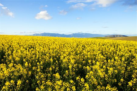 simsearch:400-06856670,k - Fields of yellow canola flowers with mountain range in background Photographie de stock - Aubaine LD & Abonnement, Code: 400-06887105