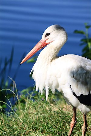 Adult stork in its natural habitat close-up Stock Photo - Budget Royalty-Free & Subscription, Code: 400-06887206