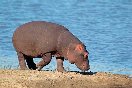 simsearch:400-03943787,k - Hippopotamus (Hippopotamus amphibius), South Africa Stock Photo - Budget Royalty-Free & Subscription, Code: 400-06887263