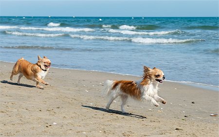 simsearch:400-06887327,k - portrait of a cute purebred  chihuahuas running on the beach, focu on the first Photographie de stock - Aubaine LD & Abonnement, Code: 400-06887276