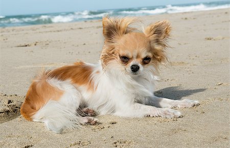 simsearch:400-07088618,k - portrait of a cute purebred  chihuahua on the beach Foto de stock - Super Valor sin royalties y Suscripción, Código: 400-06887324