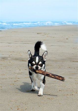 simsearch:400-06887327,k - a chihuahua playing with a stick on the beach Fotografie stock - Microstock e Abbonamento, Codice: 400-06887326