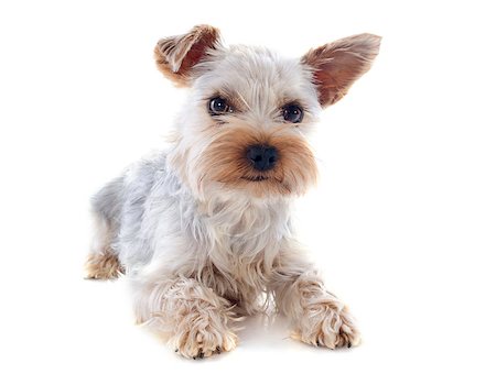 simsearch:400-06949768,k - portrait of a purebred yorkshire terrier in front of white background Photographie de stock - Aubaine LD & Abonnement, Code: 400-06887339