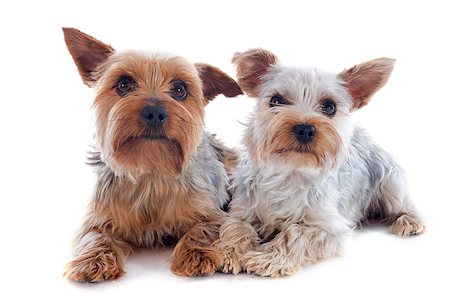 simsearch:400-04815724,k - portrait of a purebred yorkshire terriers in front of white background Photographie de stock - Aubaine LD & Abonnement, Code: 400-06887344