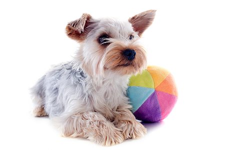 simsearch:400-06866738,k - portrait of a purebred yorkshire terrier in front of white background Stock Photo - Budget Royalty-Free & Subscription, Code: 400-06887340