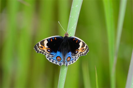 simsearch:400-08404620,k - beautiful Blue Pansy butterfly (Junonia orithya) on leaf near the road track Stock Photo - Budget Royalty-Free & Subscription, Code: 400-06887398