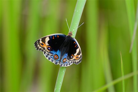 simsearch:400-08404620,k - beautiful Blue Pansy butterfly (Junonia orithya) on leaf near the road track Stock Photo - Budget Royalty-Free & Subscription, Code: 400-06887399