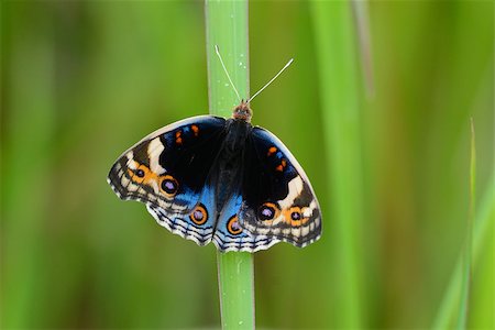 simsearch:400-08404620,k - beautiful Blue Pansy butterfly (Junonia orithya) on leaf near the road track Stock Photo - Budget Royalty-Free & Subscription, Code: 400-06887400