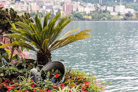 Lake Geneva shore adorn with nature at Swiss riviera in Montreux Foto de stock - Royalty-Free Super Valor e Assinatura, Número: 400-06880959