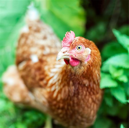 photoff (artist) - Brown hen closeup Foto de stock - Super Valor sin royalties y Suscripción, Código: 400-06880968