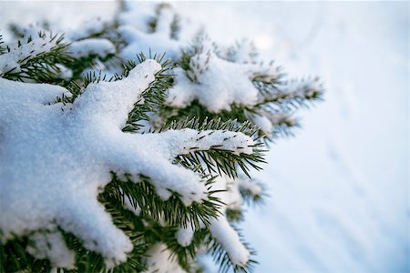 simsearch:400-06852329,k - Evergreen fur-tree covered by a snow on the eve of Christmas Photographie de stock - Aubaine LD & Abonnement, Code: 400-06881138